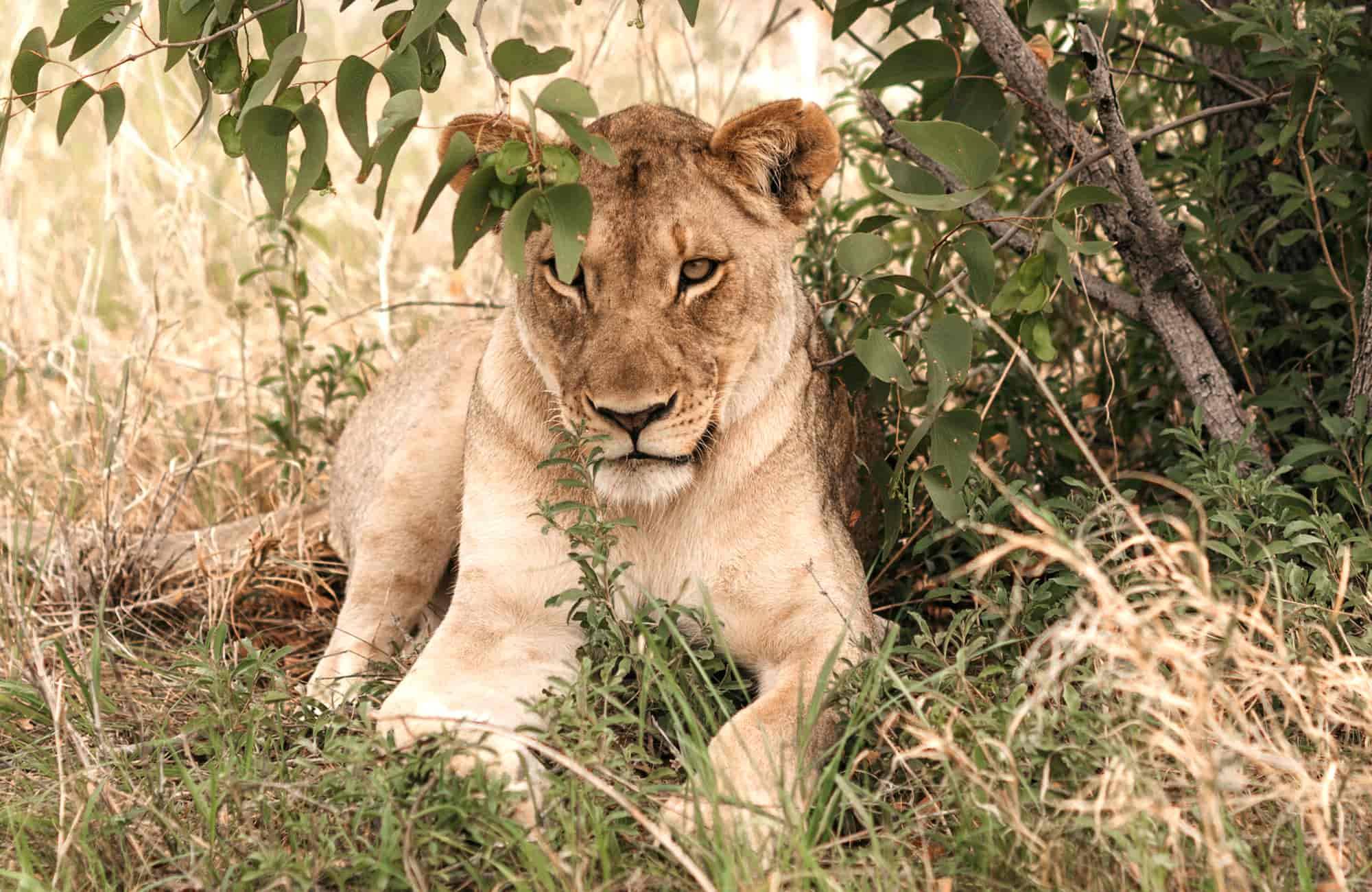 NO - Ethosa Safari Lodge en Etosha Parque Nacional 