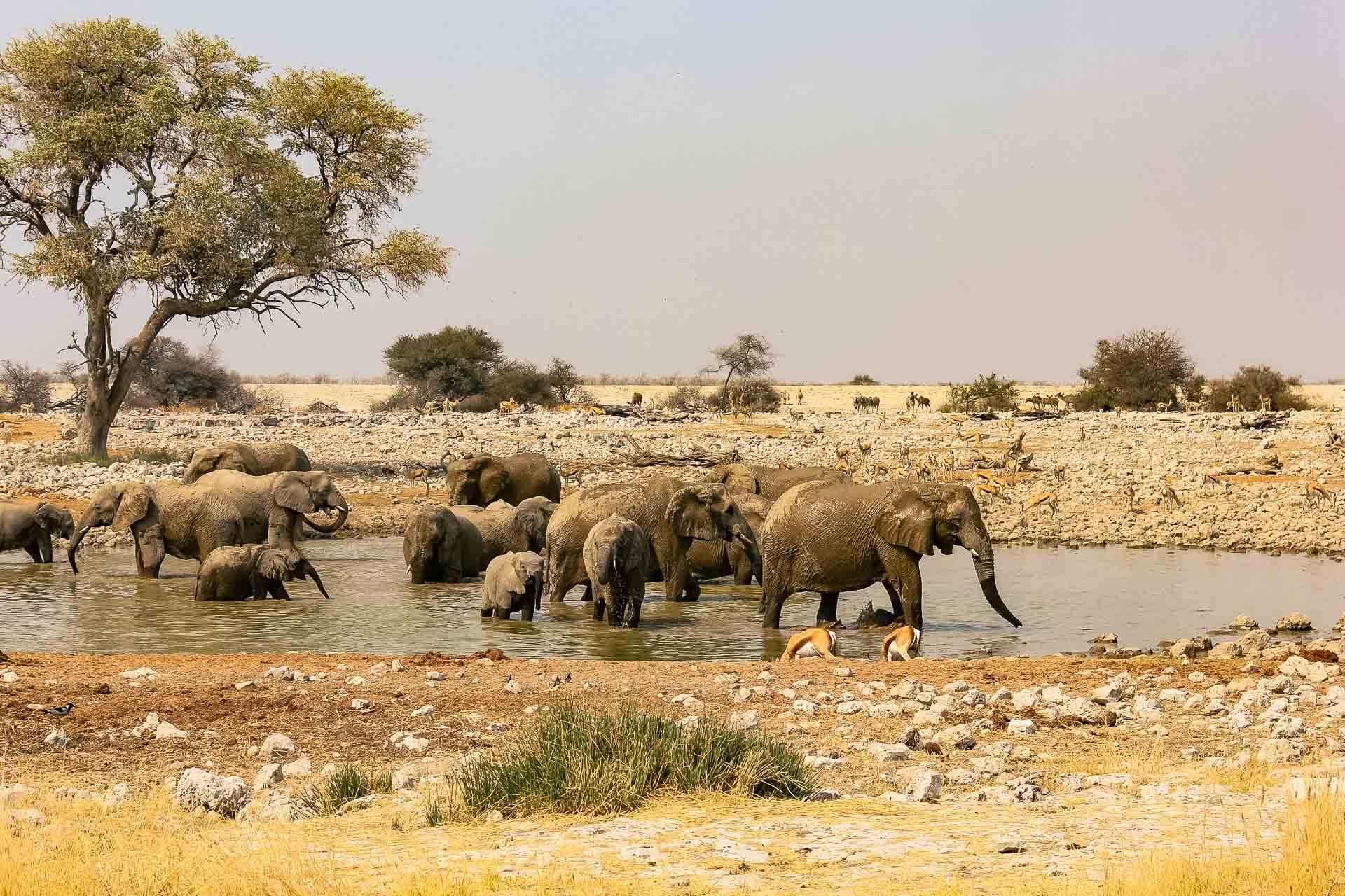 Etosha Oberland Lodge en Etosha Parque Nacional 