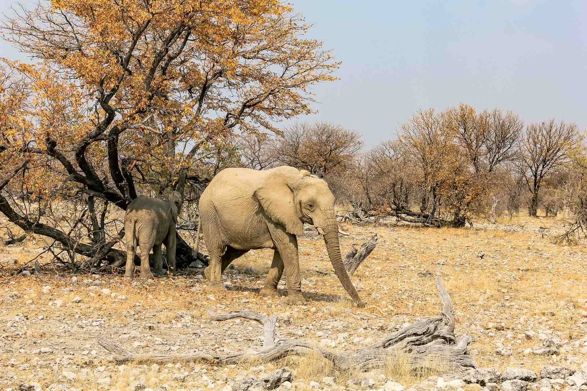 Etosha Oberland Lodge en Etosha Parque Nacional 