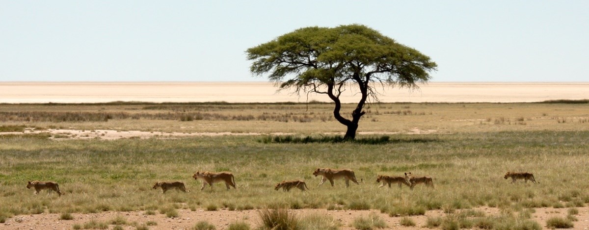 Etosha Parque Nacional  | LAT.40