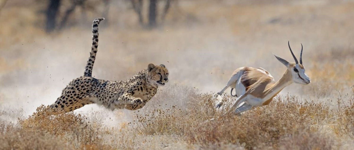 Etosha Parque Nacional  | LAT.40