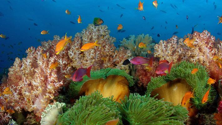 Nanuku Resort en Fiji