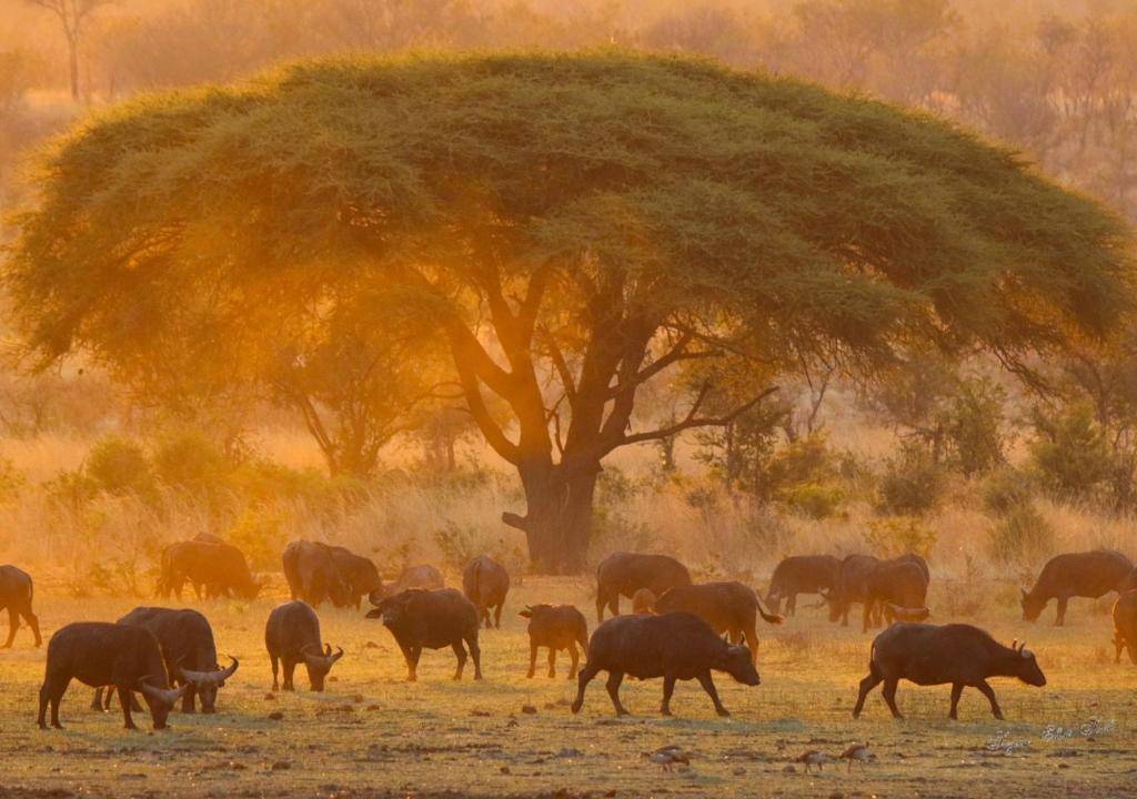 Hideaways Nantwich Lodge en Hwange