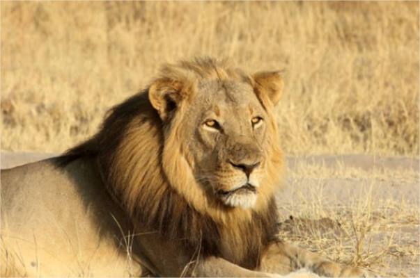 Somalisa Acacia Camp en Hwange