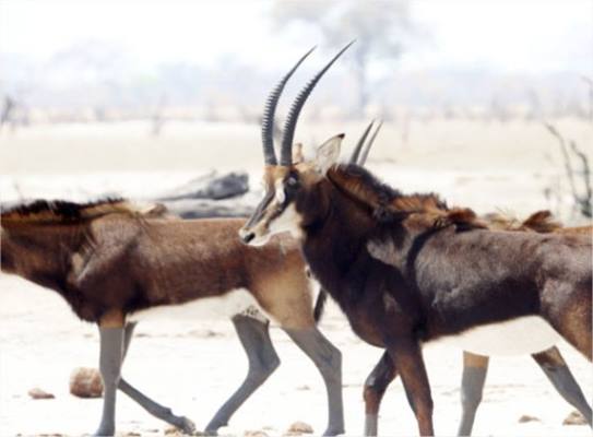Somalisa Acacia Camp en Hwange