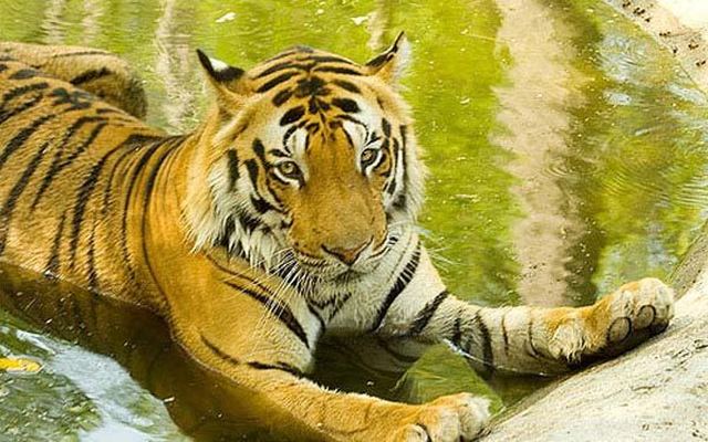 Ranthambore – Agra