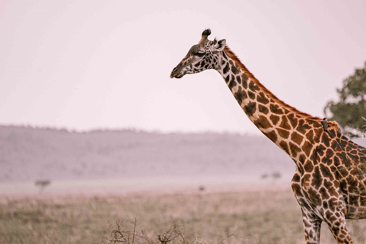 Nimali Mara en Masai Mara