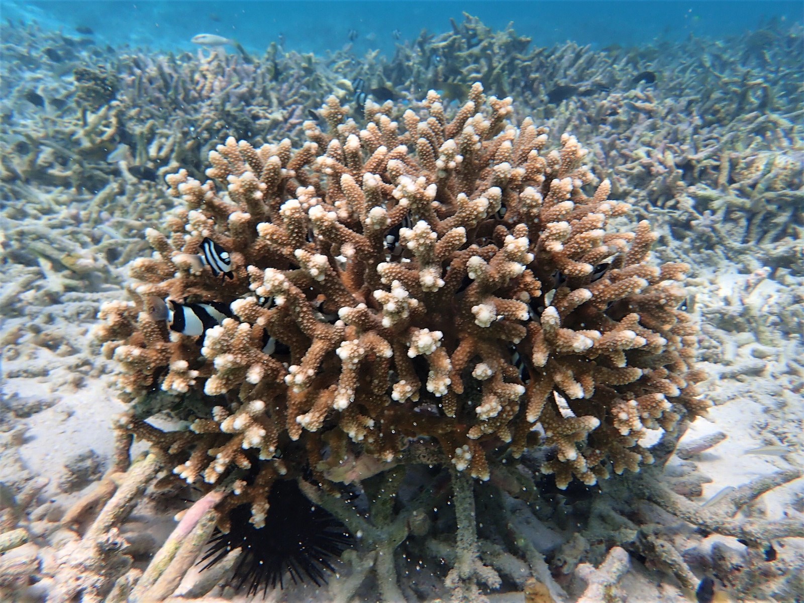 Soneva Kiri en Koh Kood