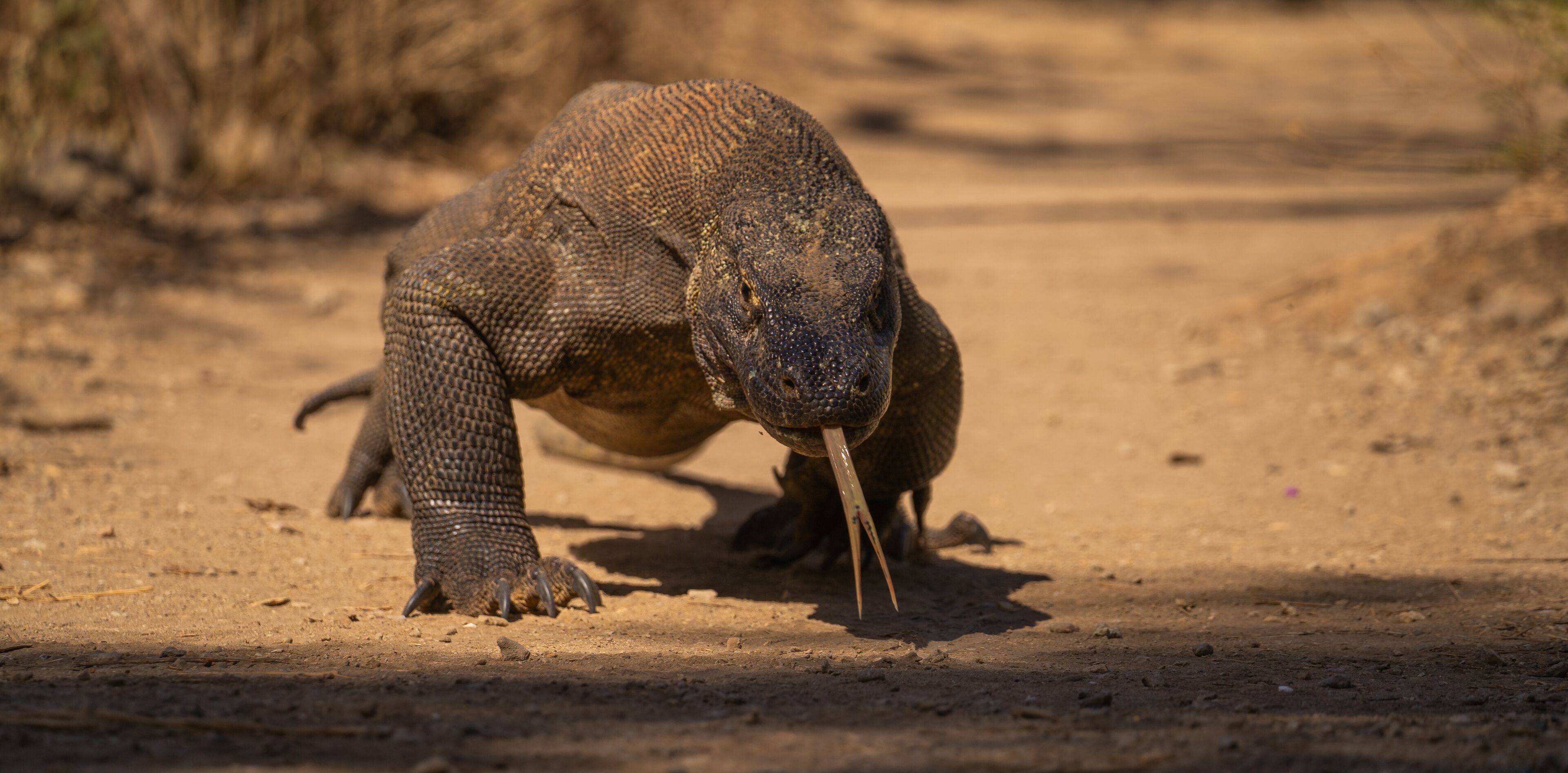 Menjaga Bay en Komodo
