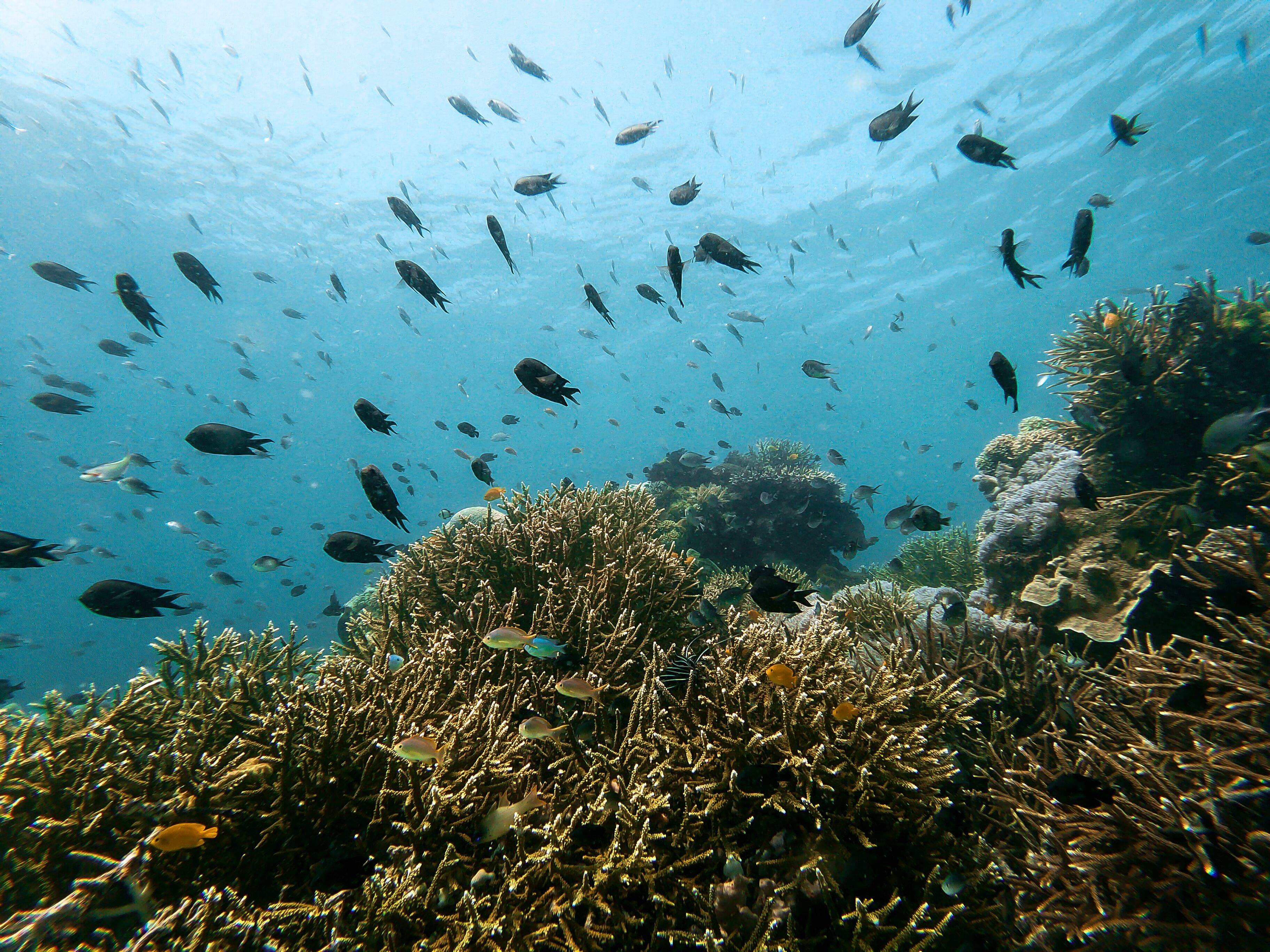 Menjaga Bay en Komodo
