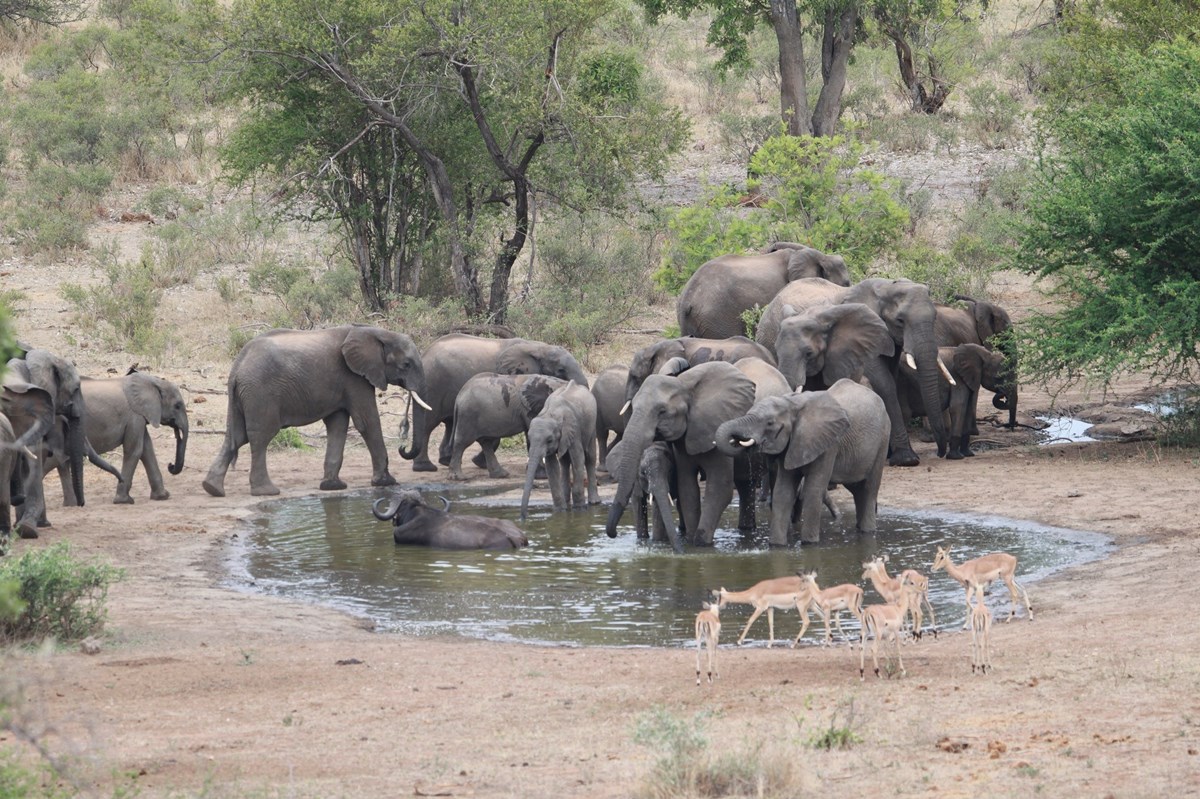 Makumu Private Game Lodge en Kruger National Park