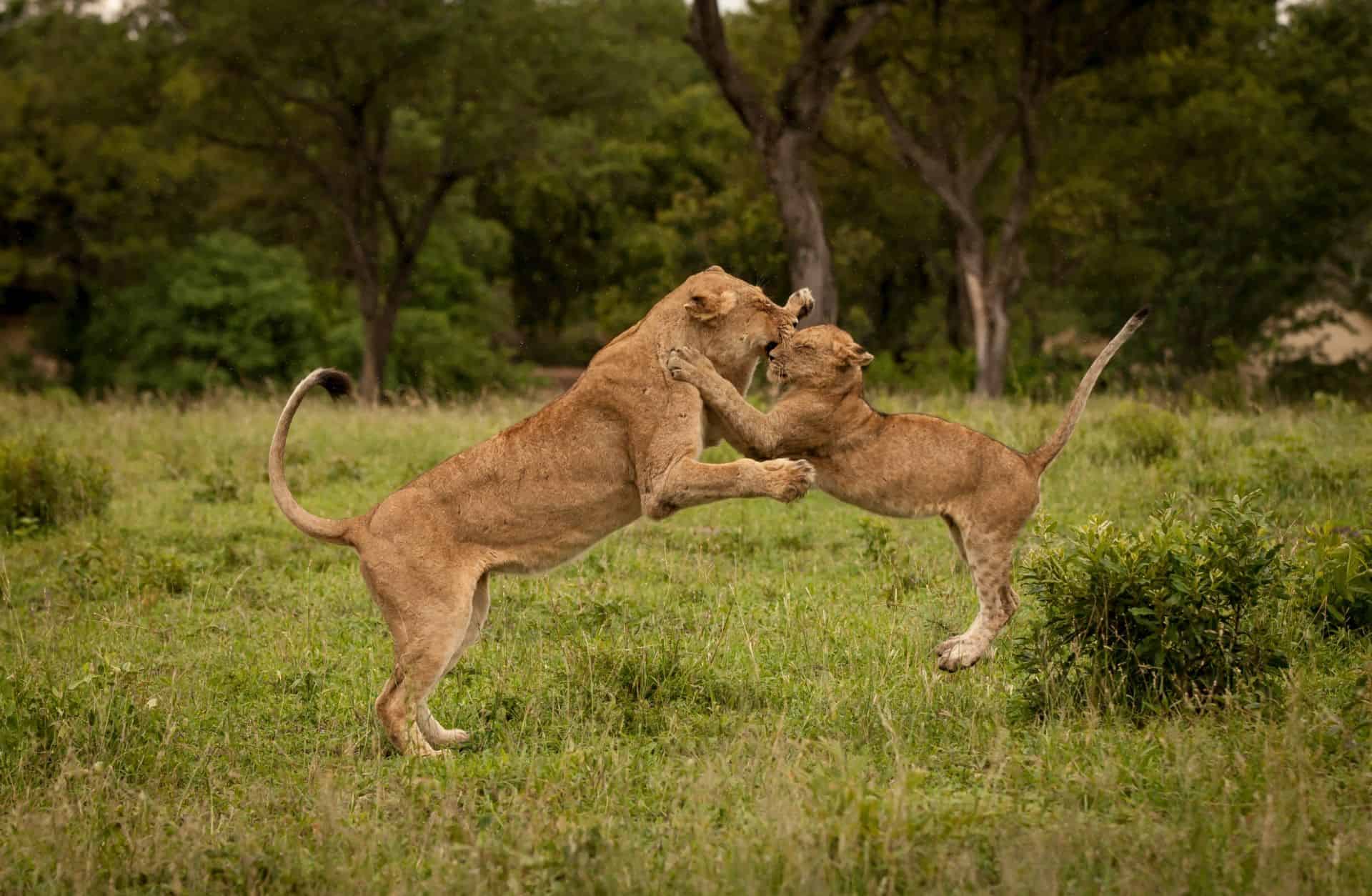 Simbambili Game Lodge en Kruger National Park