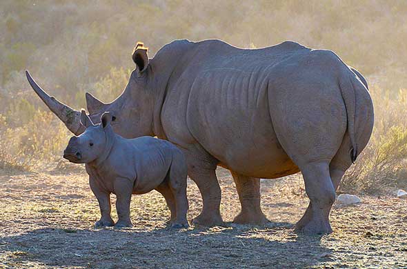 Simbambili Game Lodge en Kruger National Park