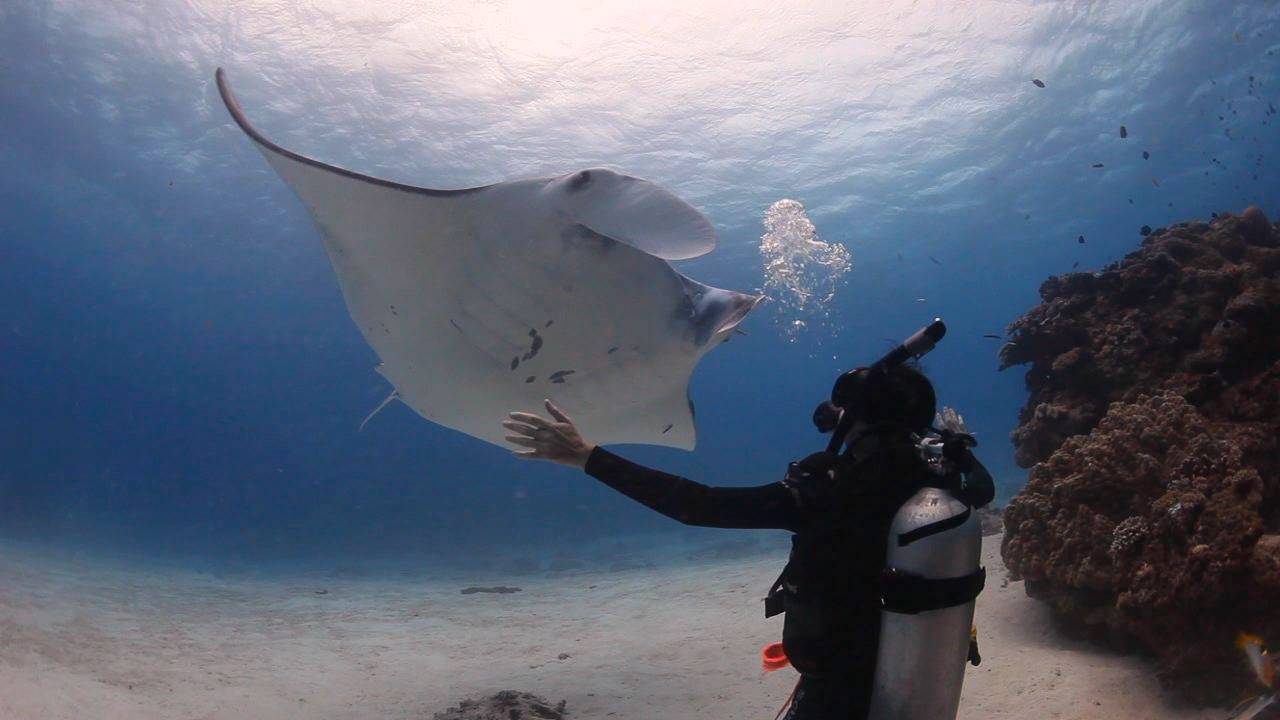 Lady Elliot Island Eco Resort en Australia