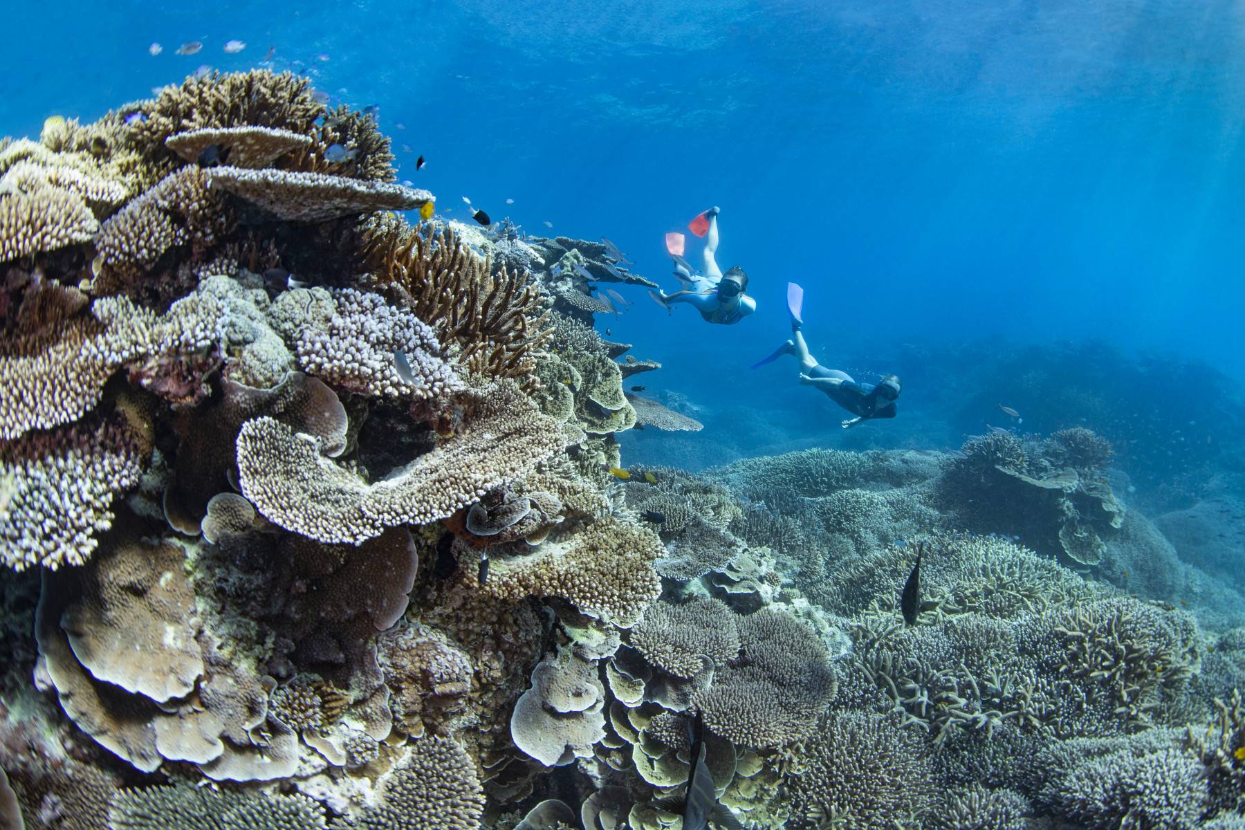 Lady Elliot Island Eco Resort en Australia