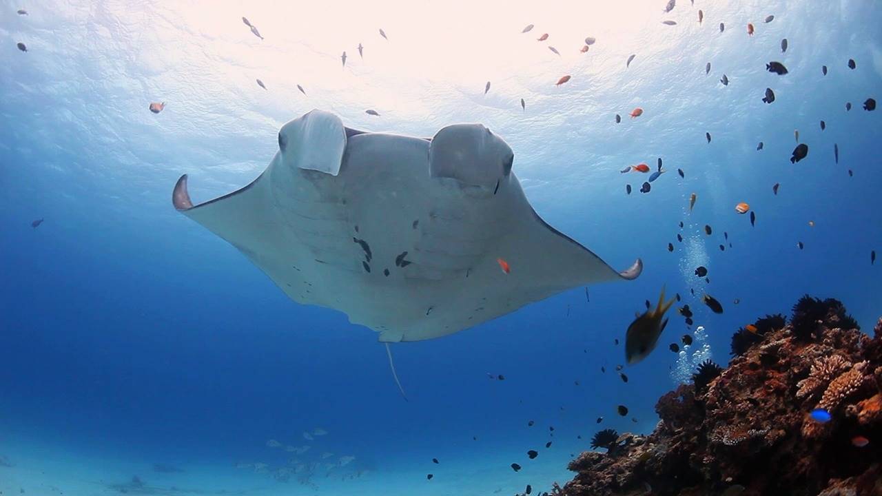 Lady Elliot Island Eco Resort en Australia