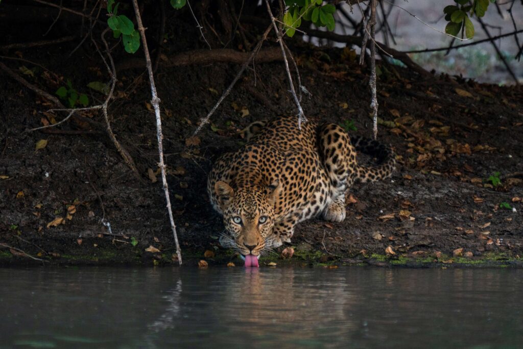 Kanga Expeditions en Mana Pools