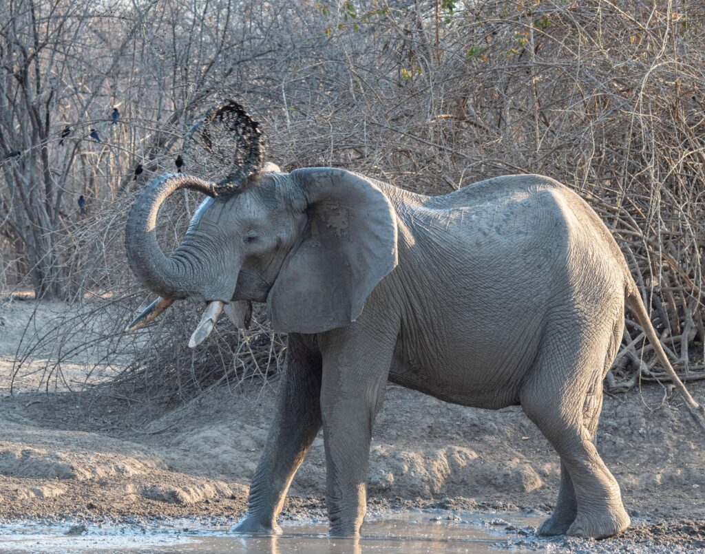 Kanga Expeditions en Mana Pools
