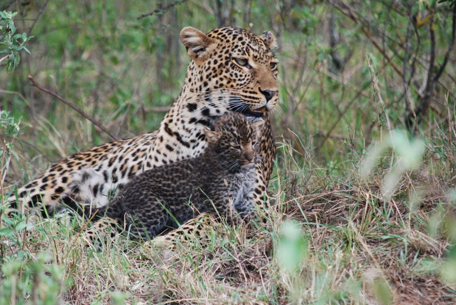 Enkewa  en Masai Mara