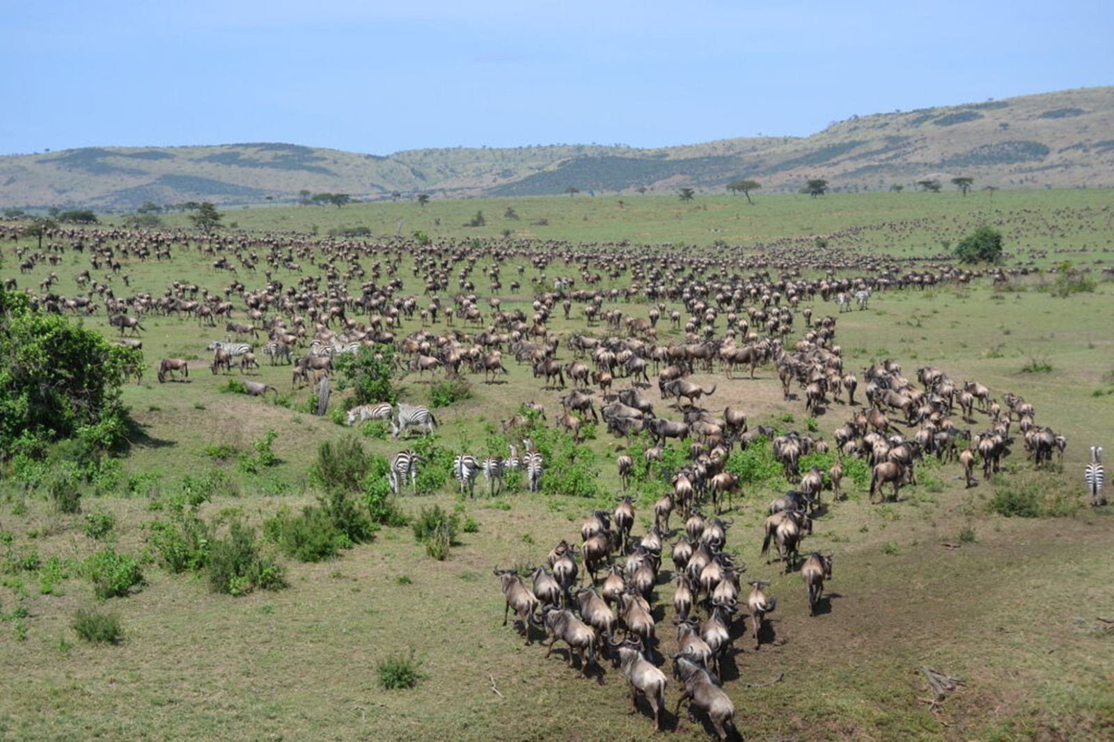 Enkewa  en Masai Mara