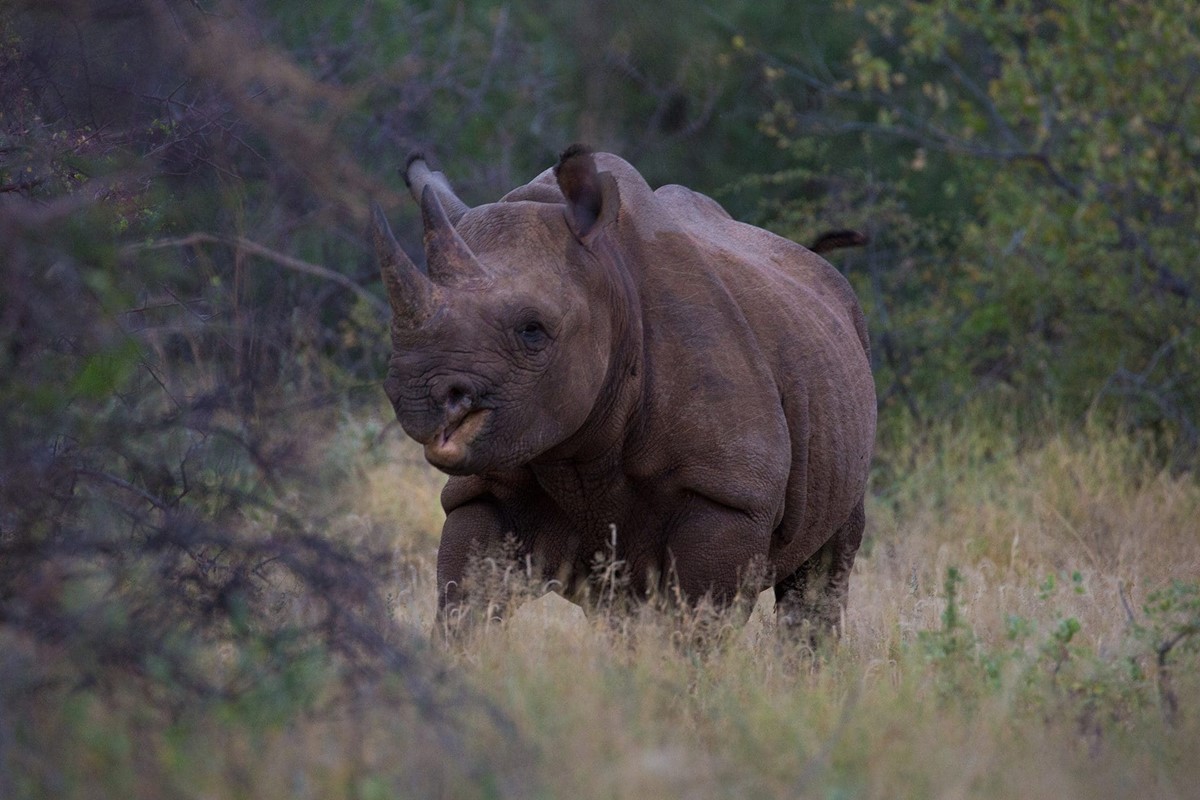 Saruni Rhino en Namunyak Wildlife Conservancy