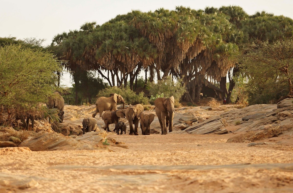 Saruni Rhino en Namunyak Wildlife Conservancy