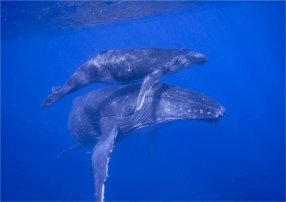 Scenic Matavai Resort Niue en Niue