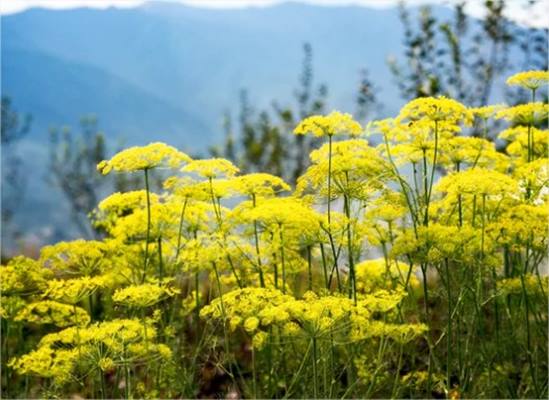 Six Senses Paro en Paro