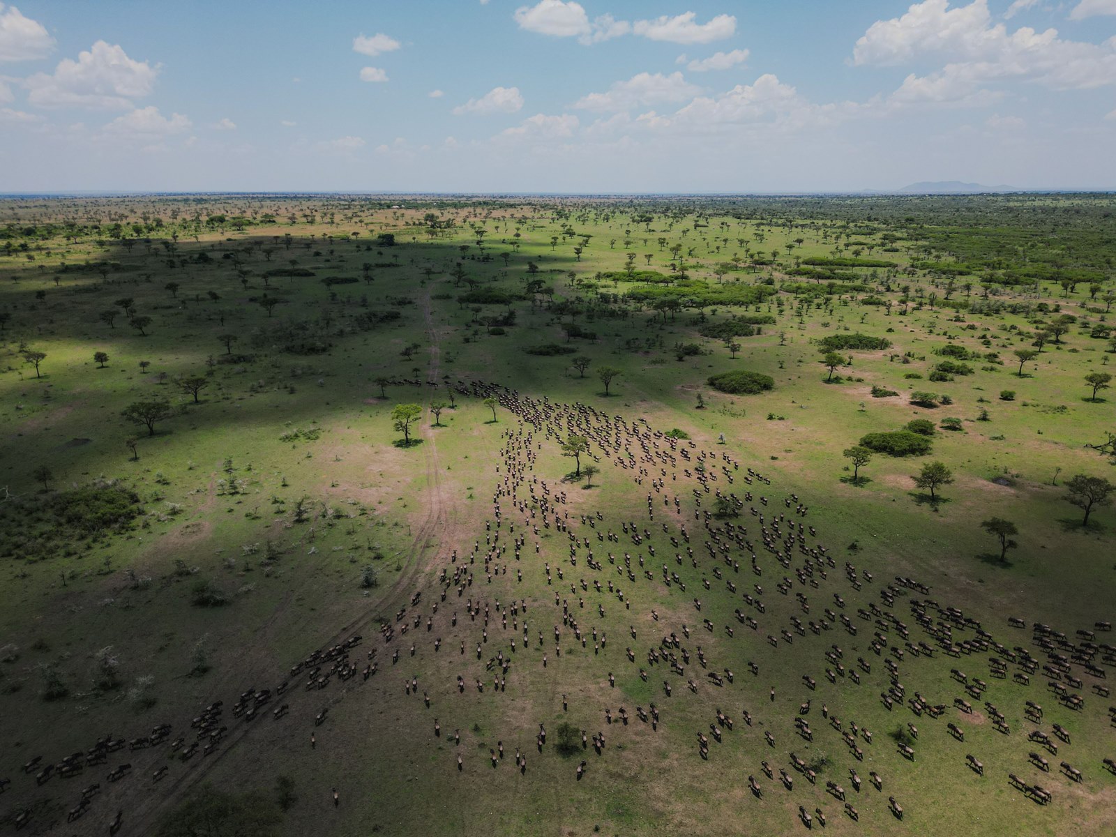 Kuoom Serengeti en Serengeti