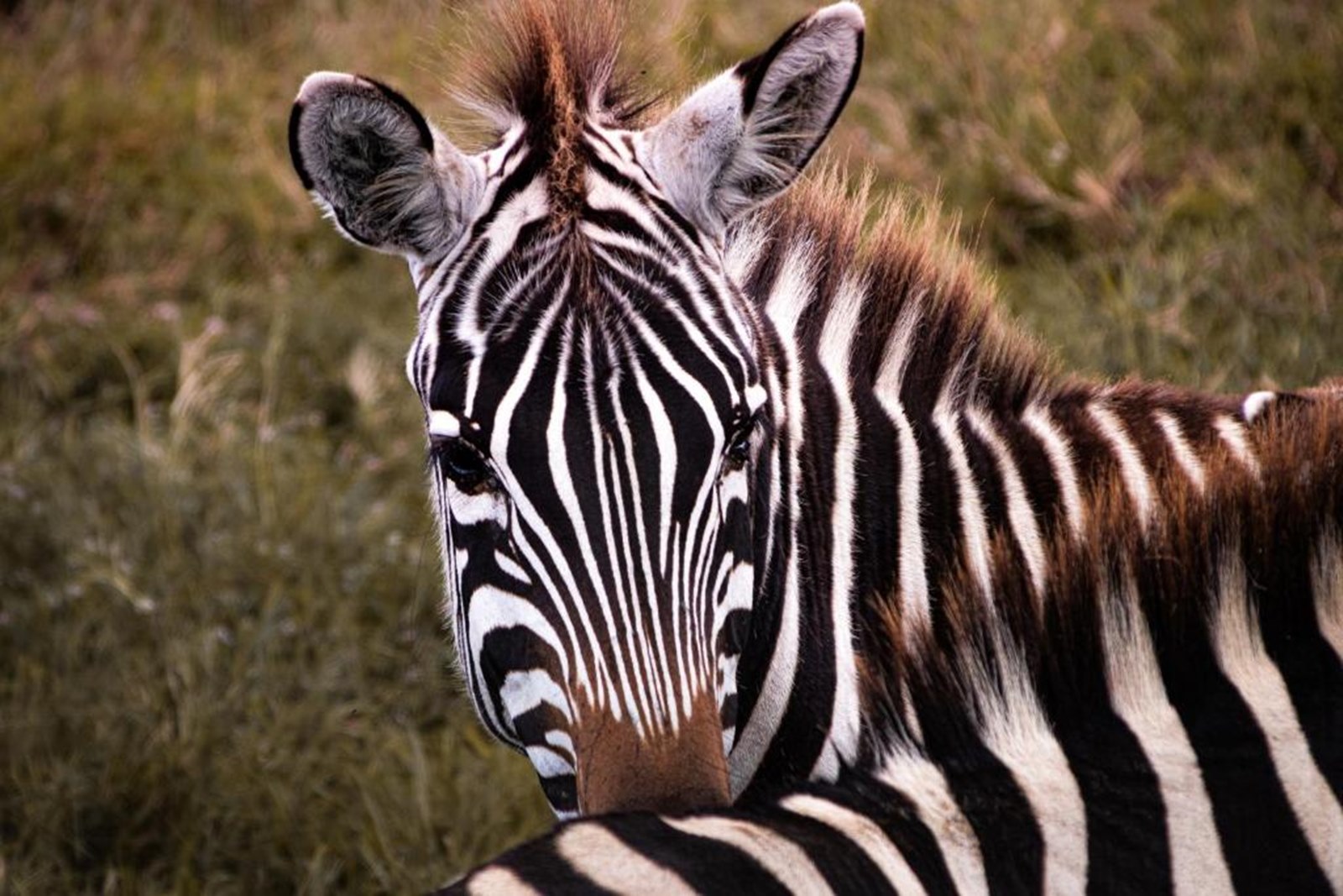 Kuoom Serengeti en Serengeti