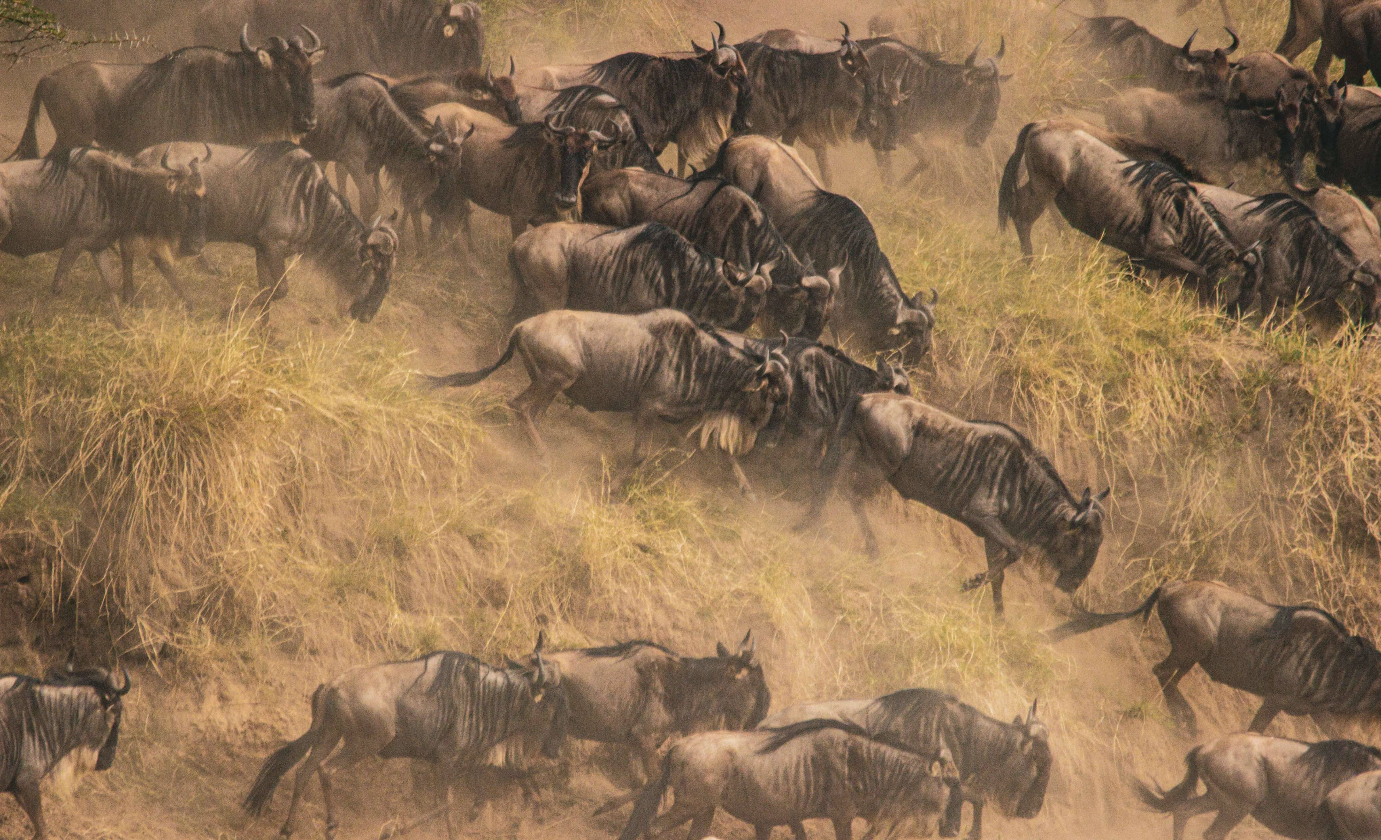 Serengeti