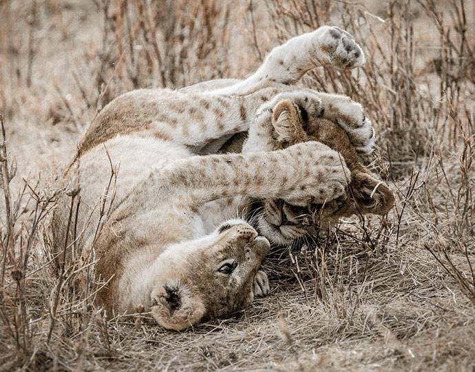Mila Tented Camp en Serengeti