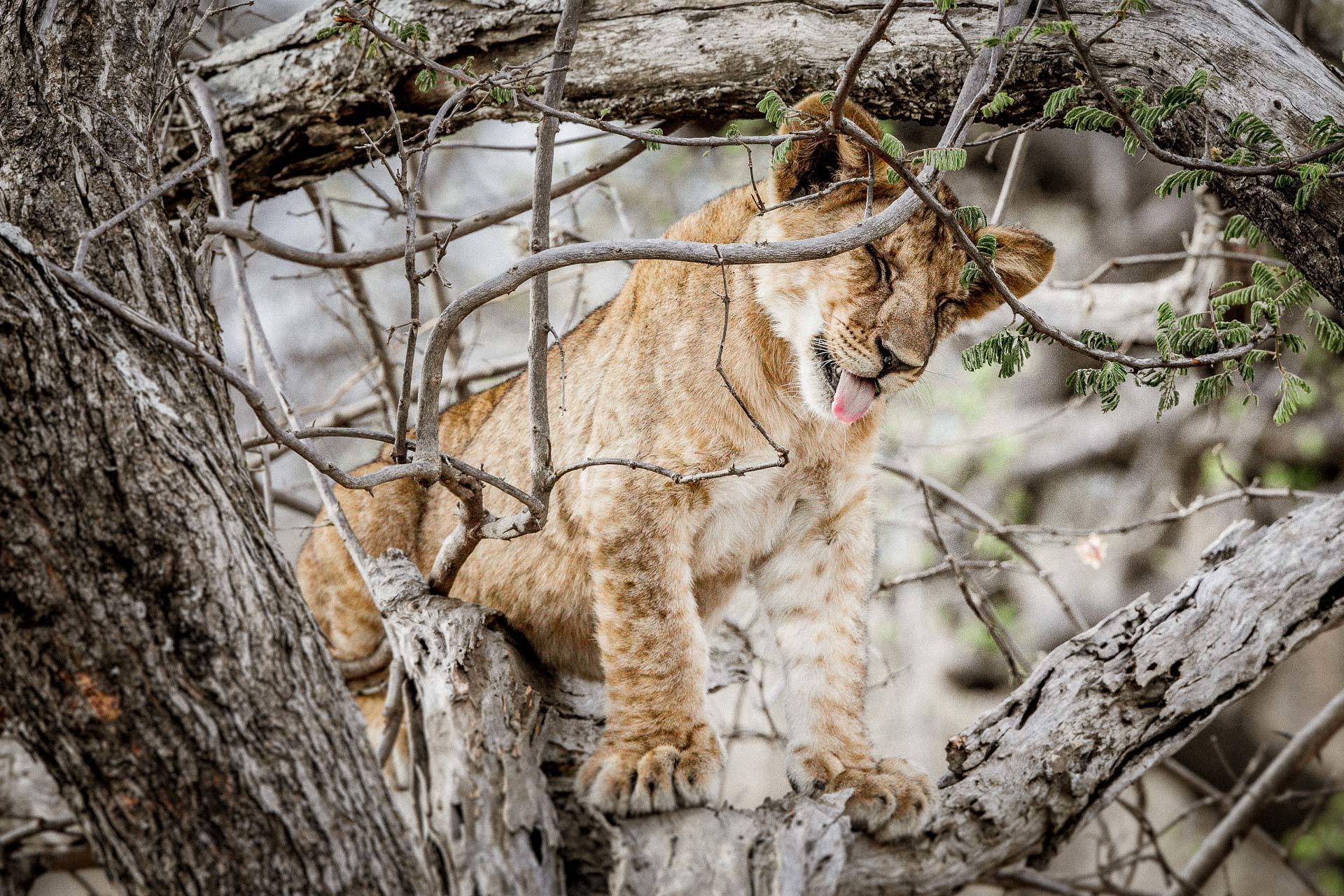 Mila Tented Camp en Serengeti