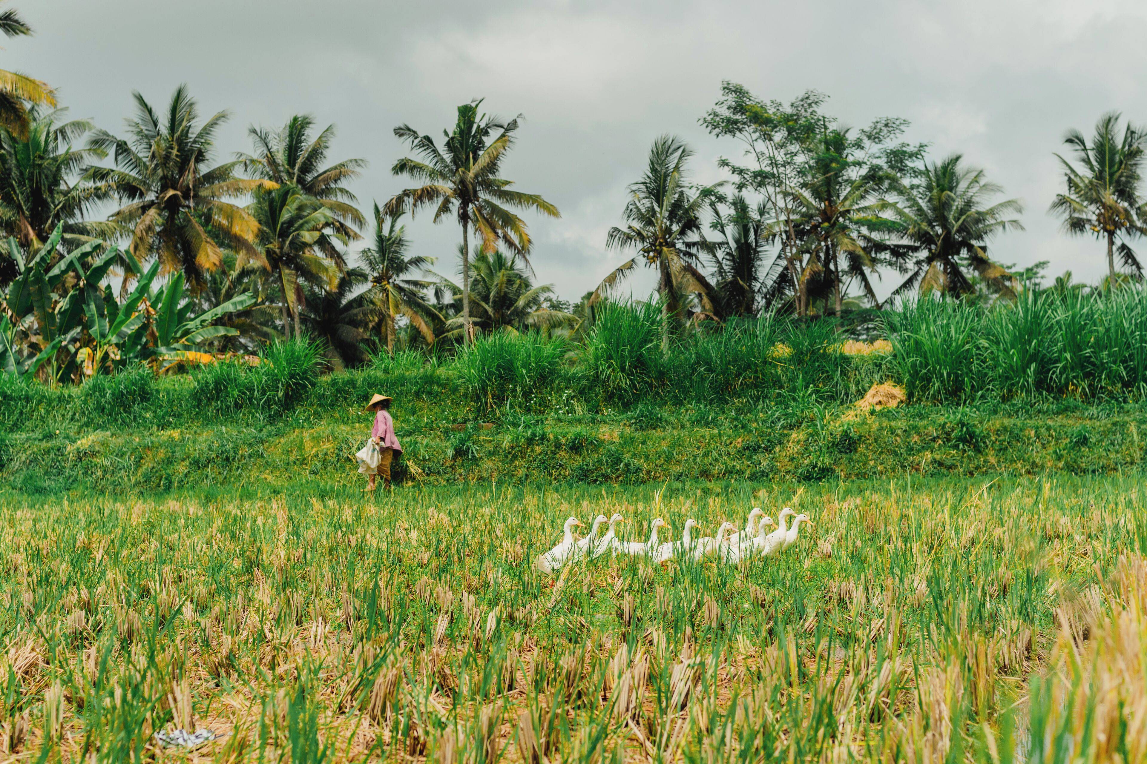 HOSHINOYA Bali en Ubud