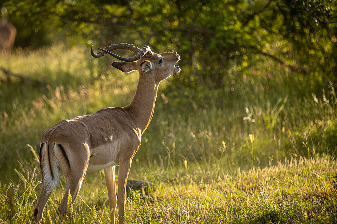 Sian Simba River Lodge en Zambezi National Park