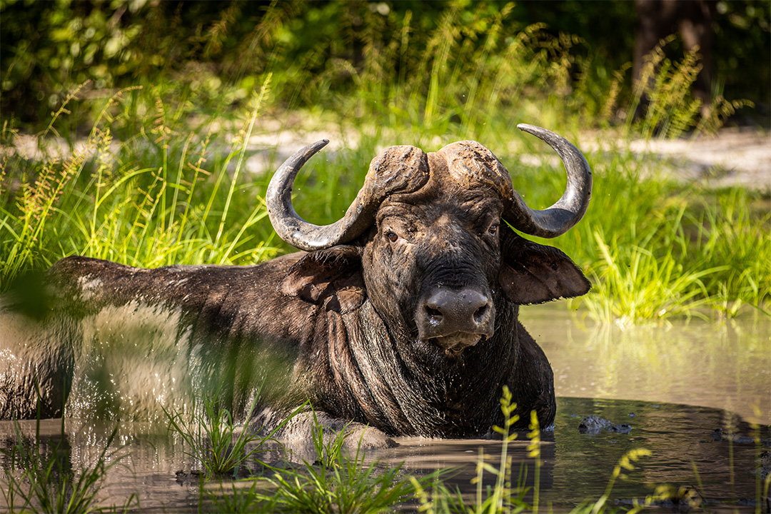 Sian Simba River Lodge en Zambezi National Park