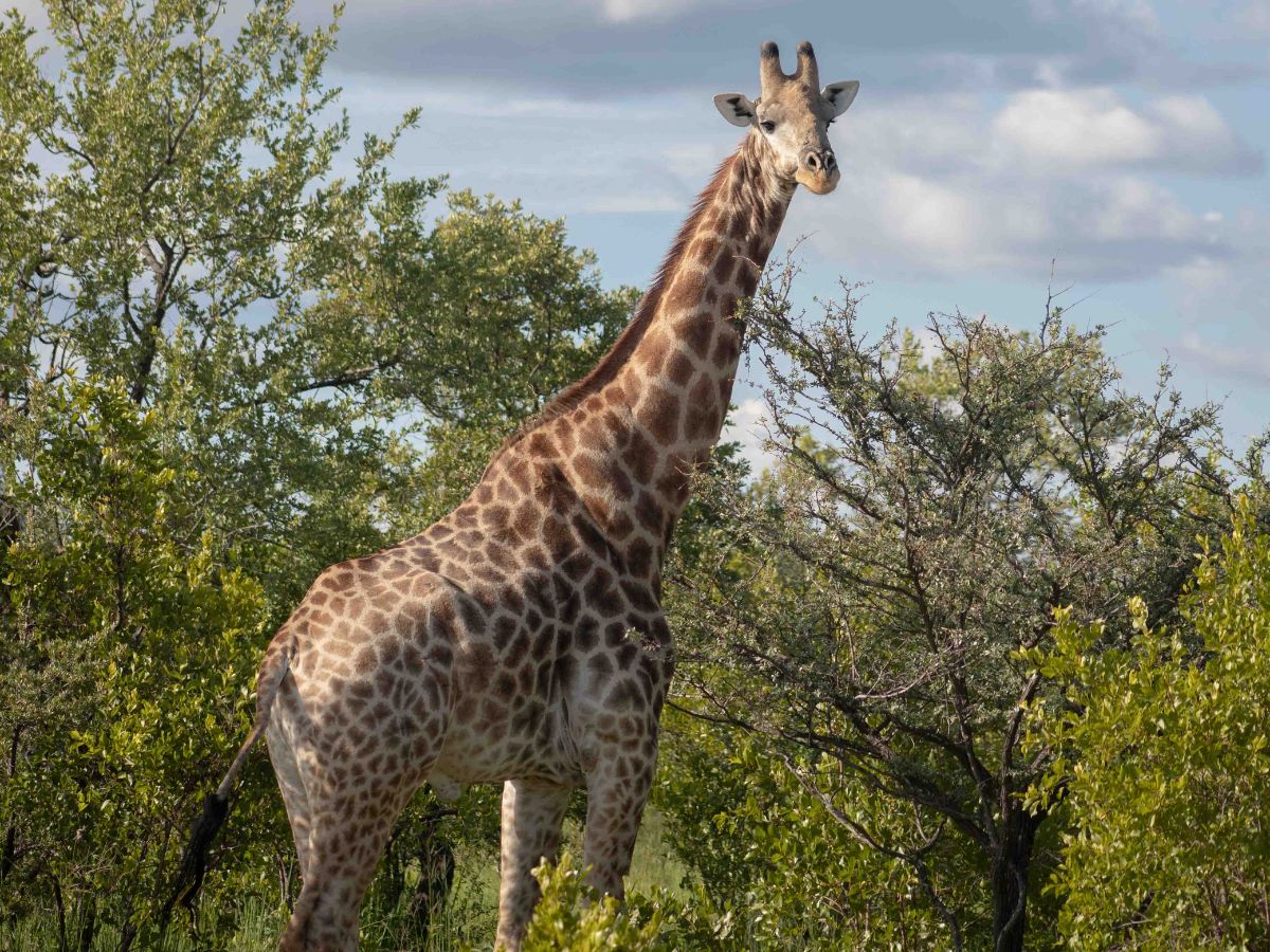 Sian Simba River Lodge en Zambezi National Park