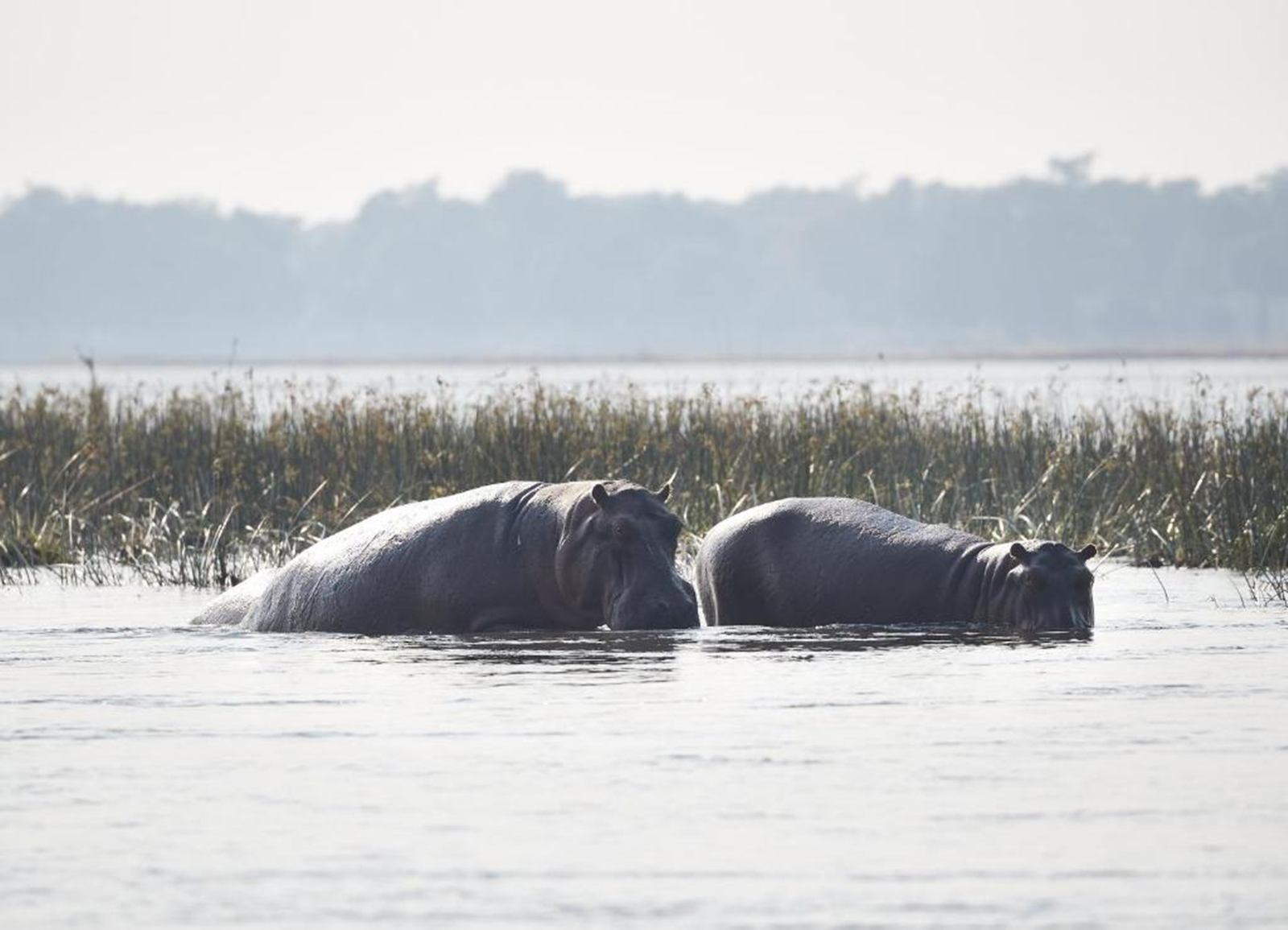 Zambezi Grande en Lower Zambezi