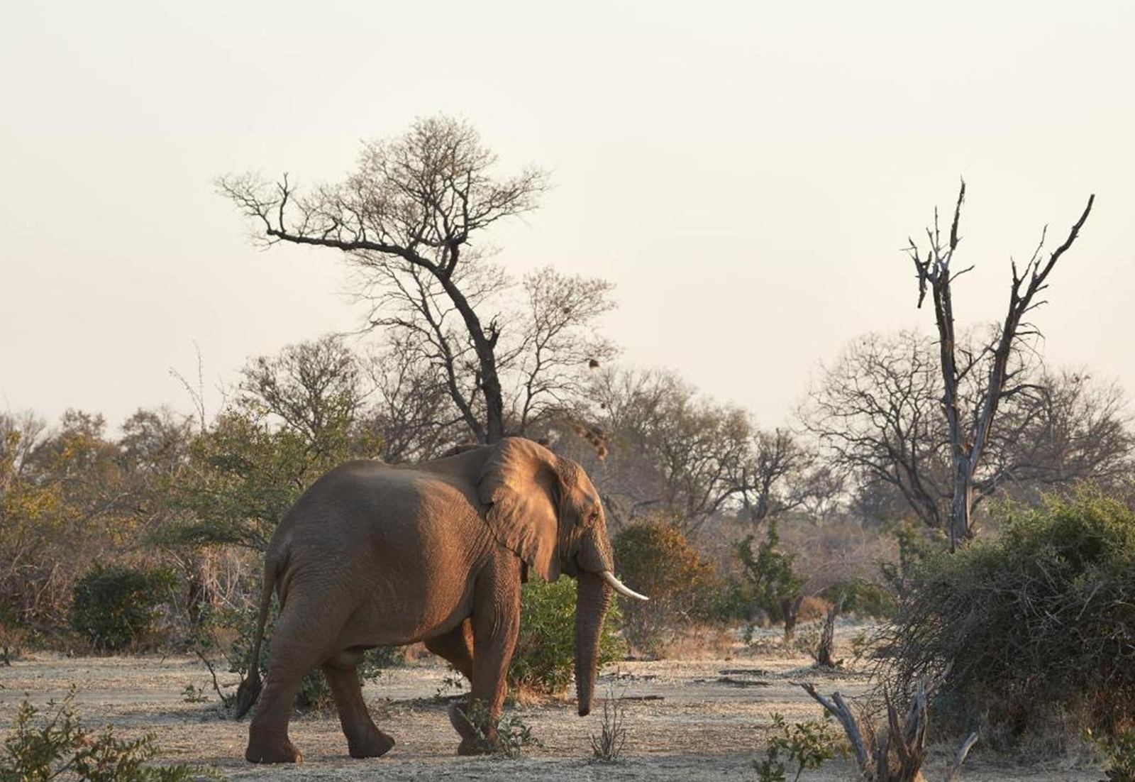 Zambezi Grande en Lower Zambezi