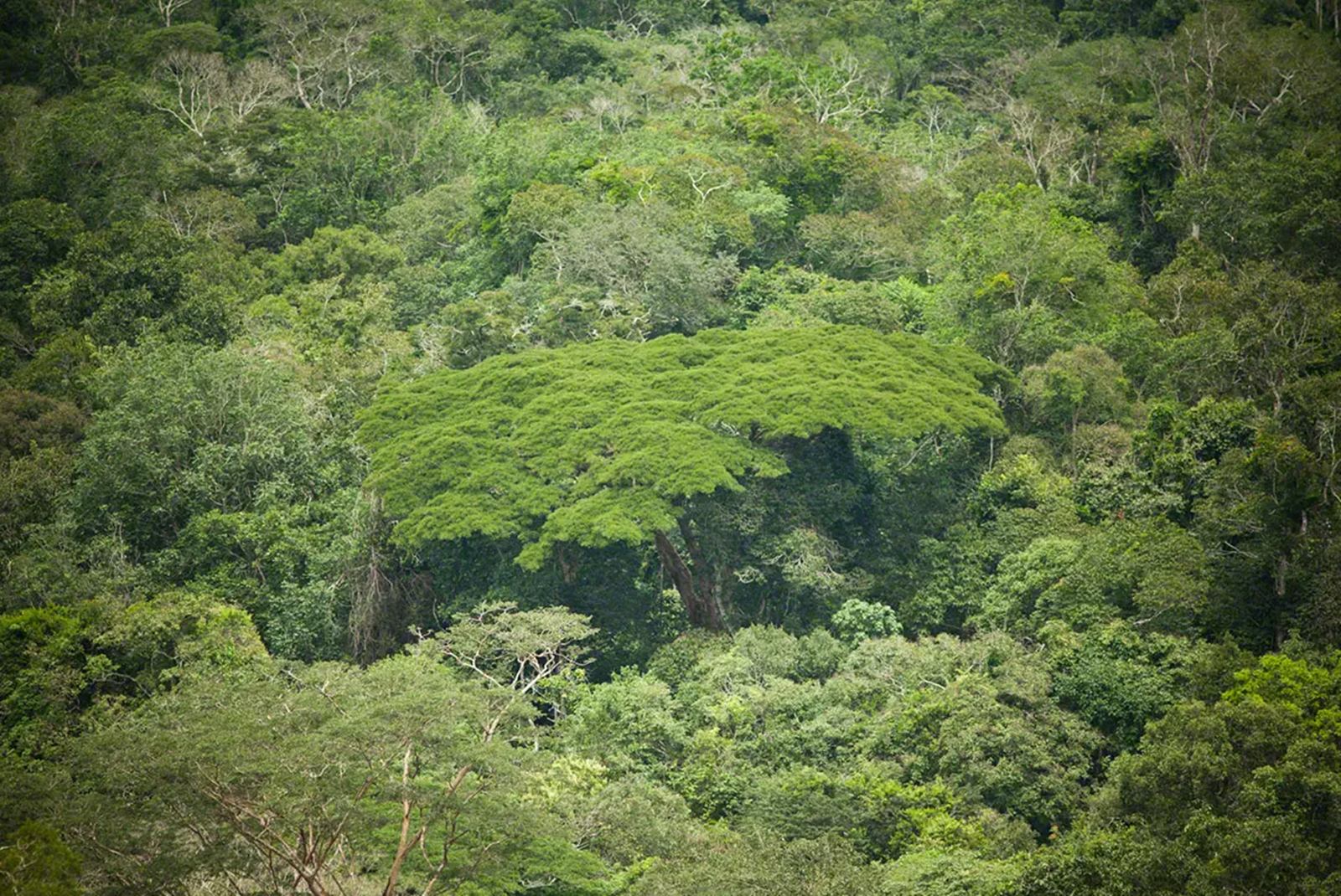 Cristalino Lodge en Amazonas