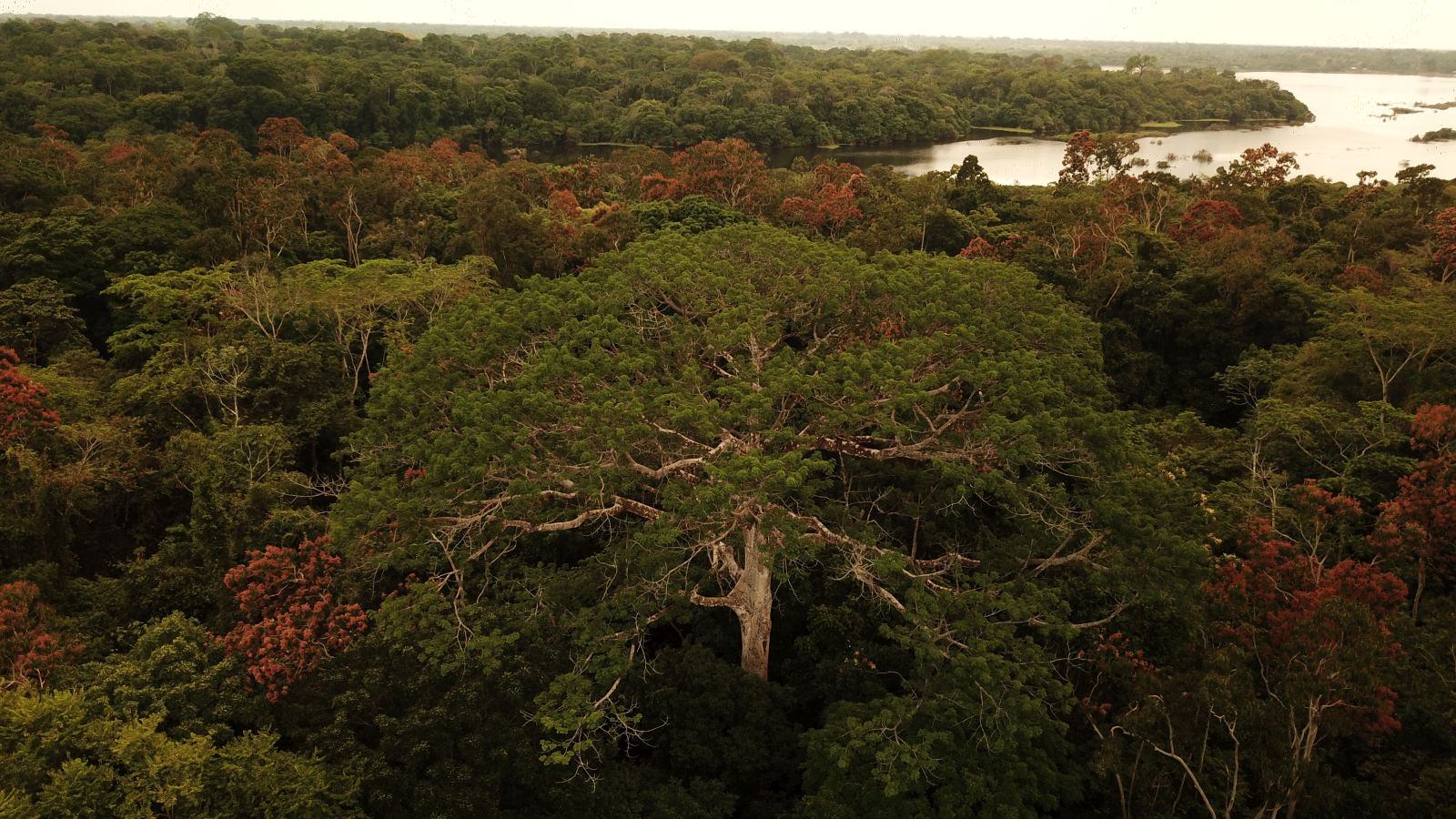 Dolphin Lodge en Amazonas