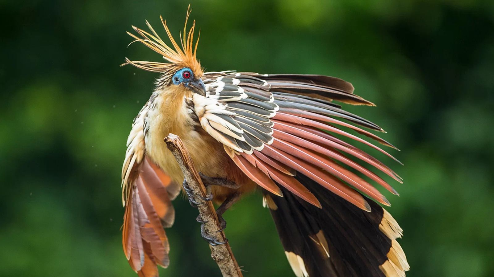  Pumarinri Amazon Lodge en Amazonas Tarapoto