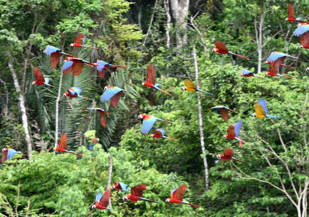 Refugio Amazonas Lodge en Amazonas