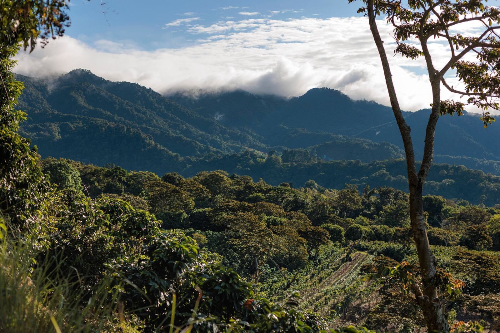 Hotel Finca Lerida en Boquete