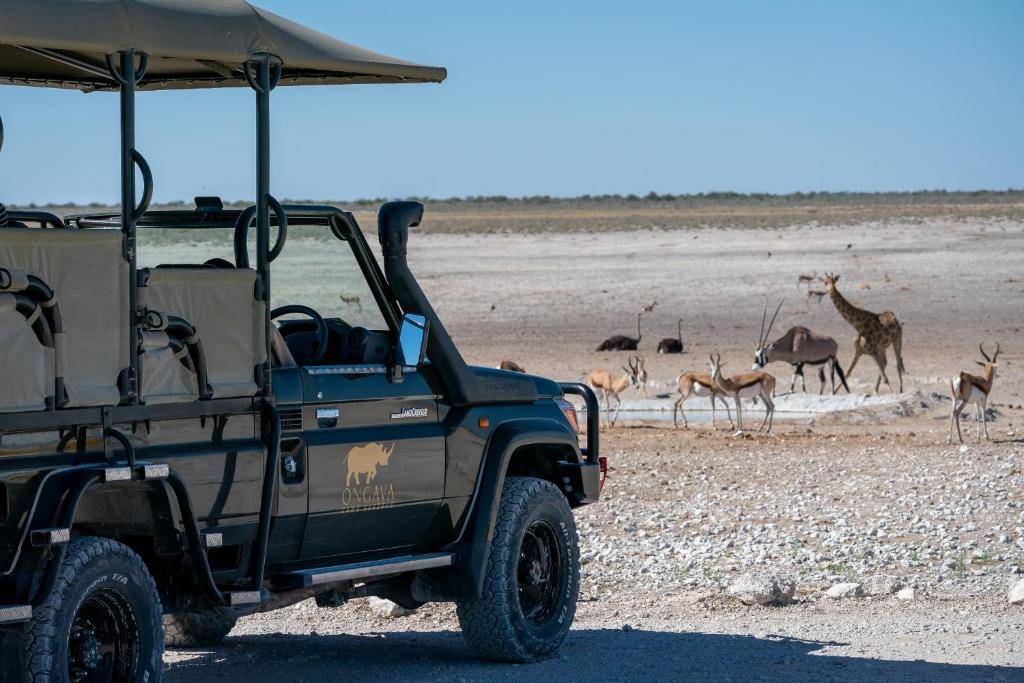 Anderssons at Ongava en Etosha Parque Nacional 