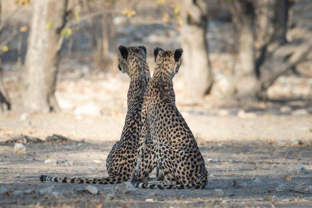 Anderssons at Ongava en Etosha Parque Nacional 