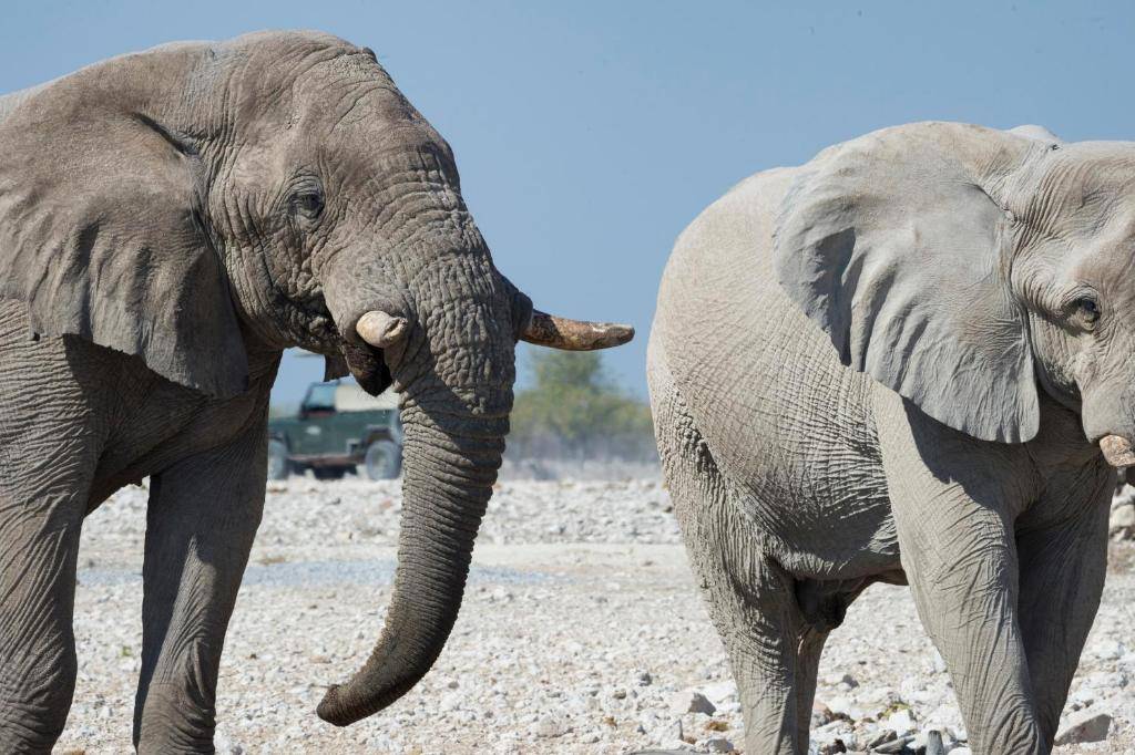 Ongava Lodge en Etosha Parque Nacional 