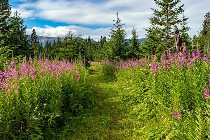 Kachemak Bay Wilderness Lodge en Alaska