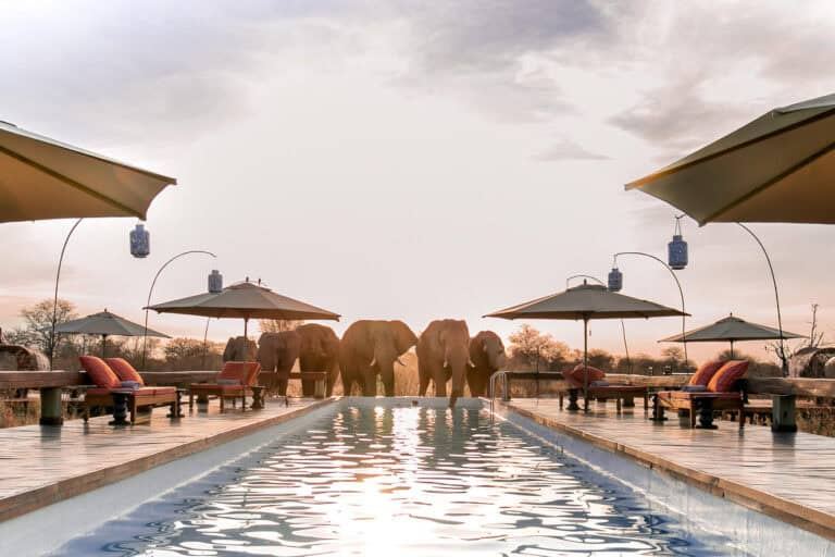 Feline Fields Lodge en Kalahari