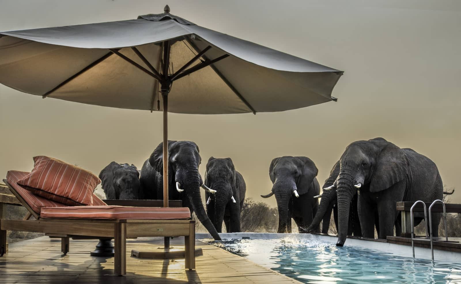 Feline Fields Lodge en Kalahari